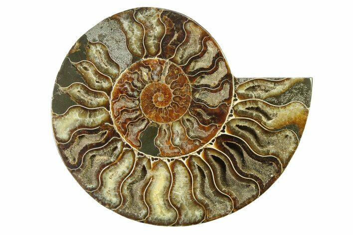 Cut & Polished Ammonite Fossil (Half) - Madagascar #317640